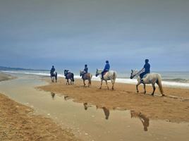 Maltfield Stud Riding School