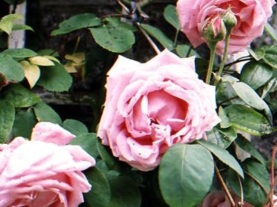Dublin Garden Trail