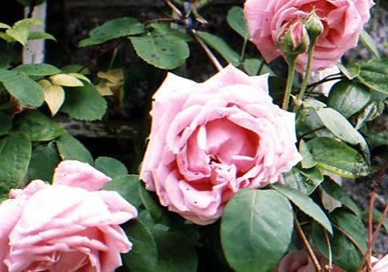 Dublin Garden Trail