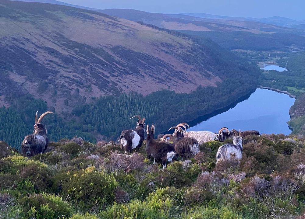 Gateway to Ireland Tours