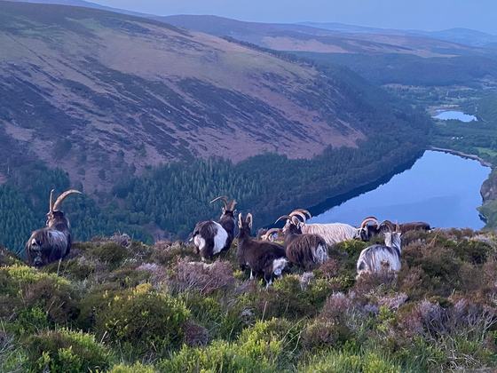Gateway to Ireland Tours