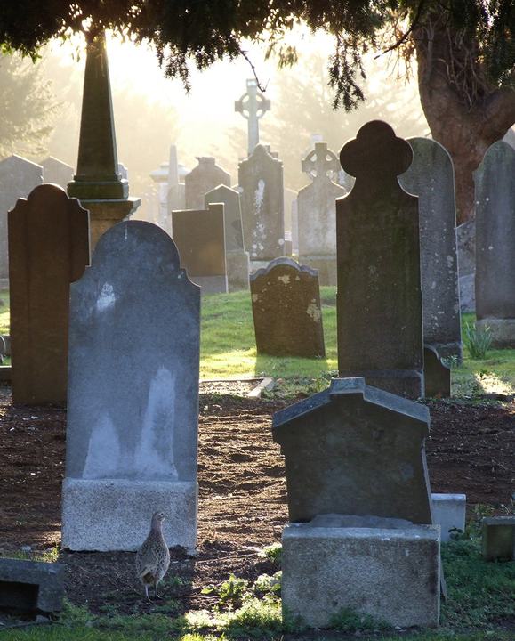 Winter Solstice Tour - Experience Glasnevin