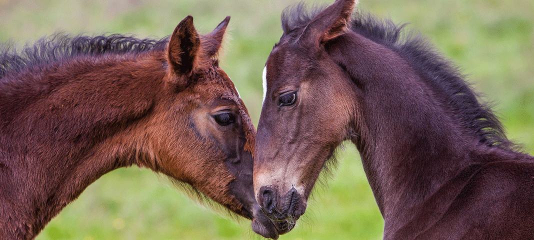 Irish Horse Gateway