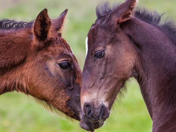 Irish Horse Gateway