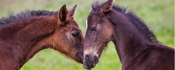 Irish Horse Gateway