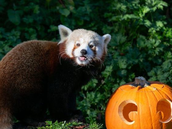 Boo at the Zoo
