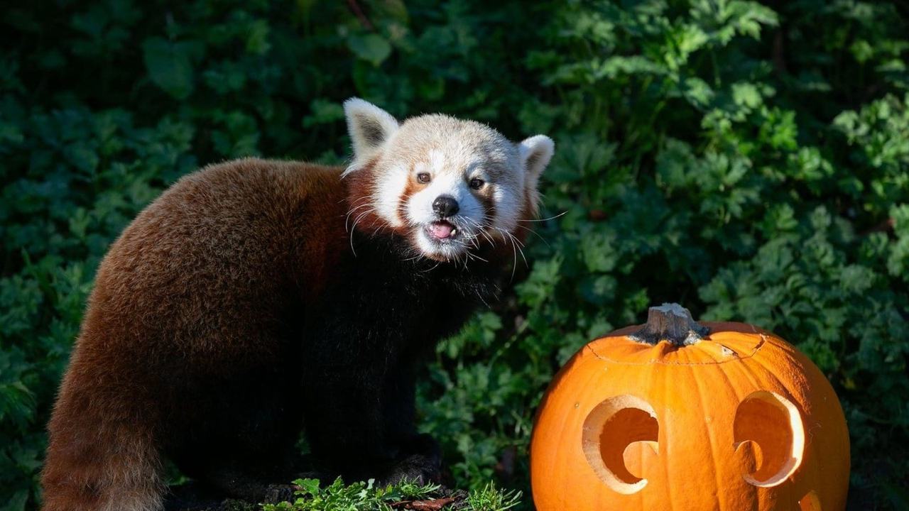 Boo at the Zoo