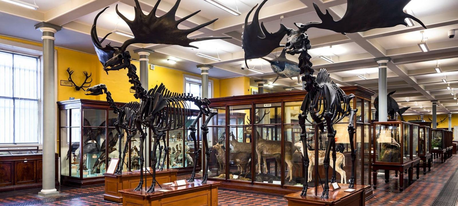 National Museum of Ireland, Merrion Street