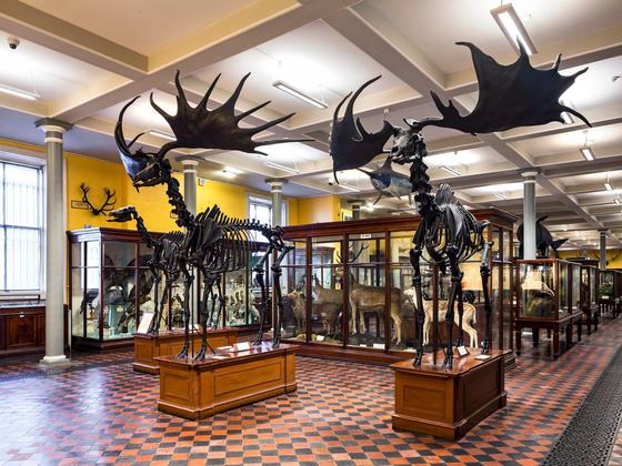 National Museum of Ireland, Merrion Street
