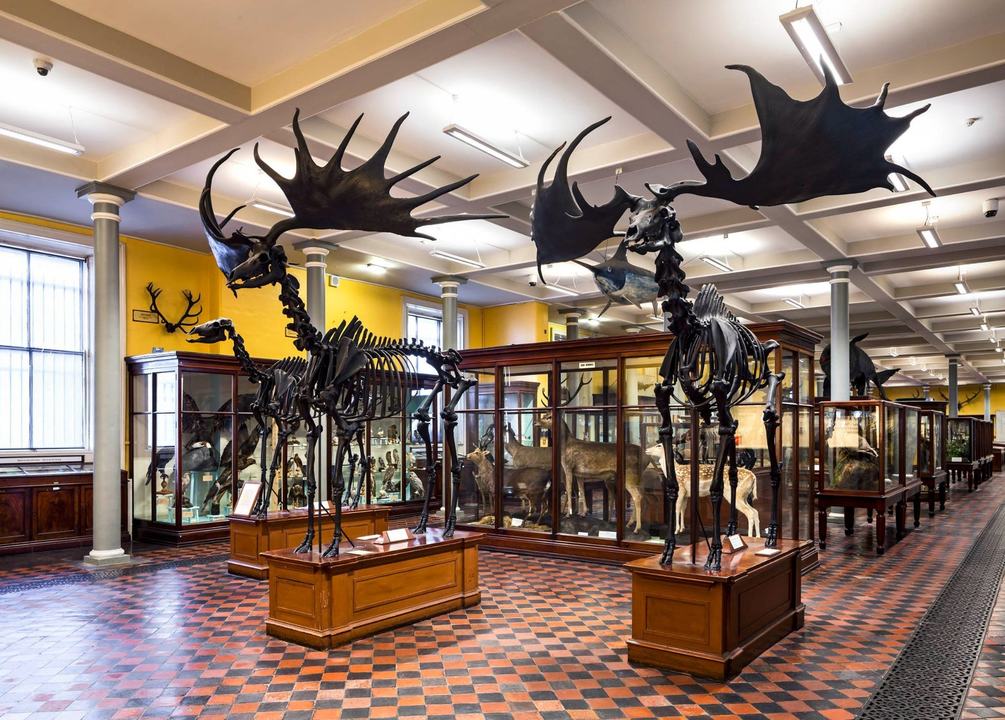 National Museum of Ireland, Merrion Street