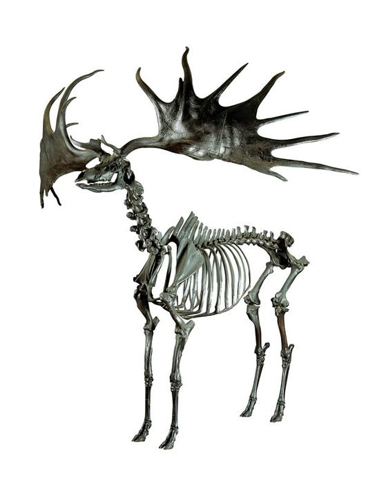 BOOKED OUT - Culture Club: Fossil Marvels at the Dead Zoo Lab