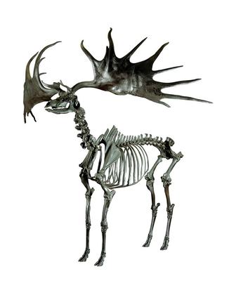 BOOKED OUT - Culture Club: Fossil Marvels at the Dead Zoo Lab