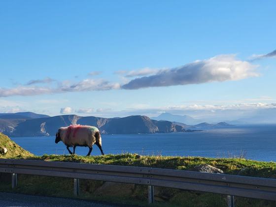 Keogh Tours Ireland