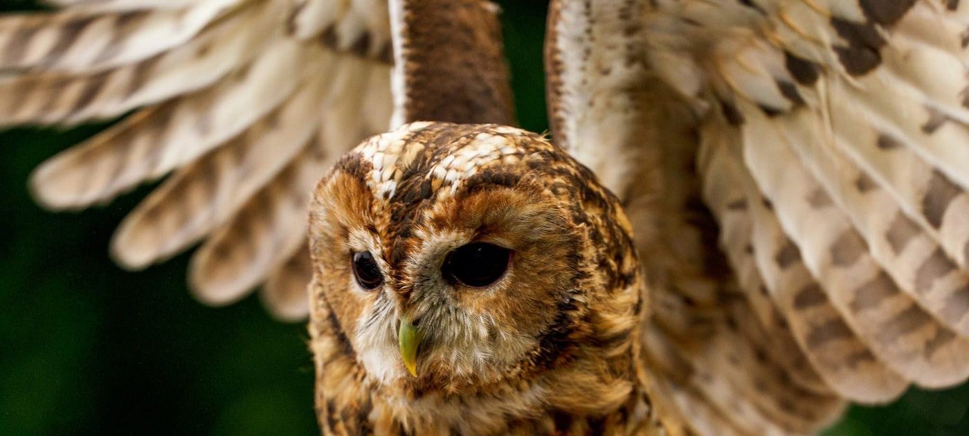 Dublin Falconry
