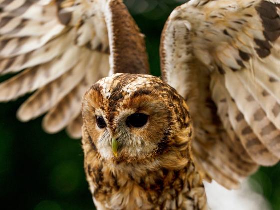 Dublin Falconry