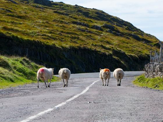 Celtic Self Drive Vacations