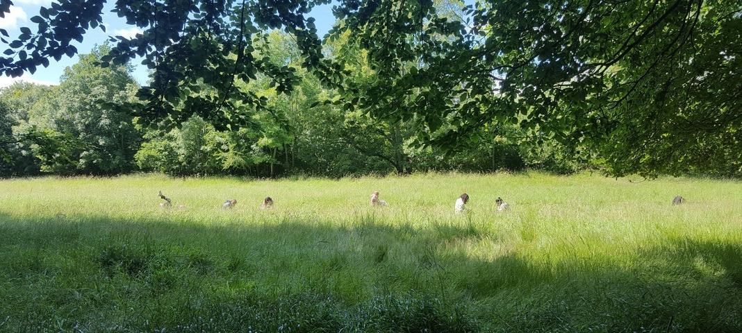 My Community Space - Forest Bathing