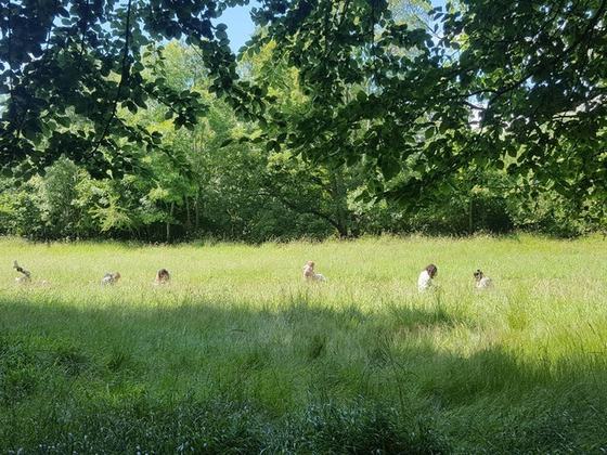 My Community Space - Forest Bathing