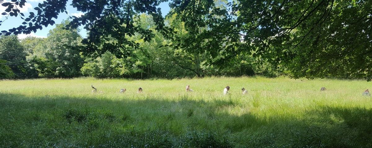 My Community Space - Forest Bathing