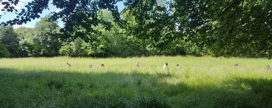 My Community Space - Forest Bathing