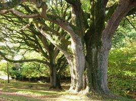 Wren’s Wood Garden
