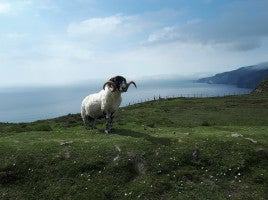 My Ireland Tour-7 Day Castles and Backroads Tour