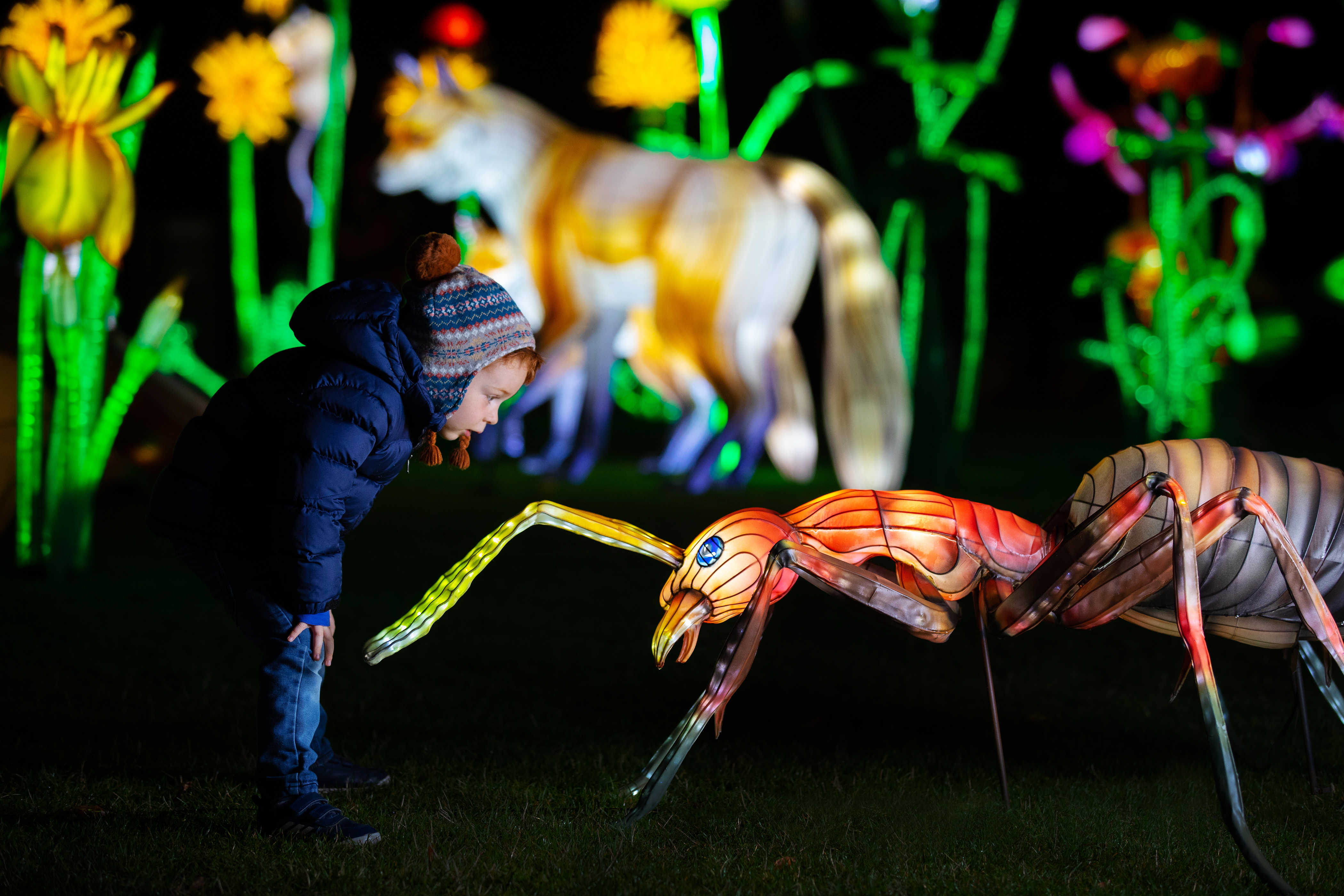 Wild Lights 2022 at Dublin Zoo