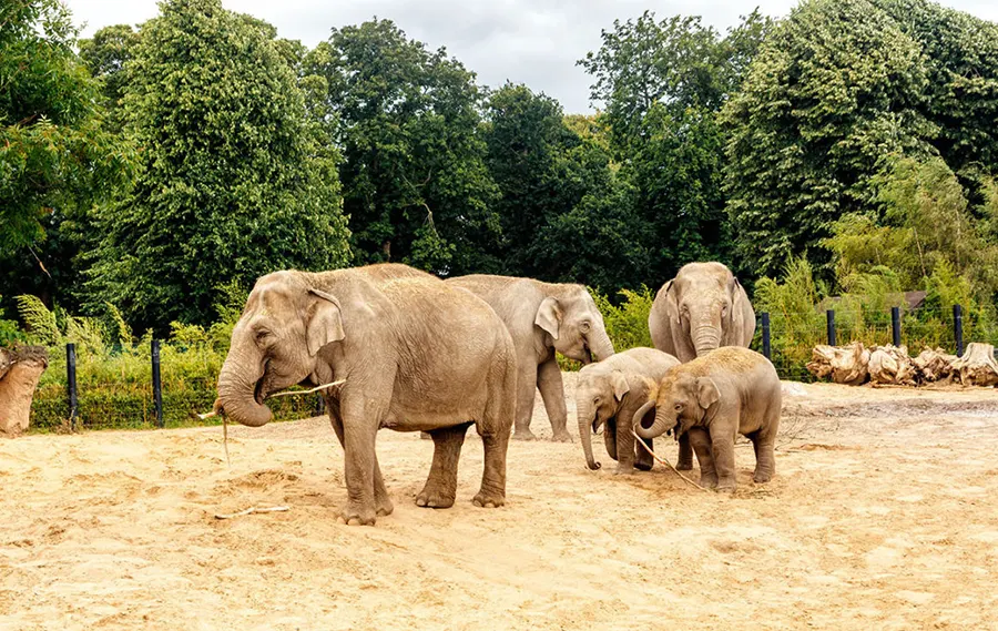 Dublin Zoo