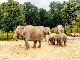 Dublin Zoo